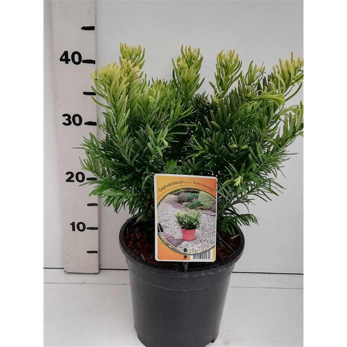 Plommonidegran – Cephalotaxus harringtonii 'Duke Gardens' - C3 25-30 CM